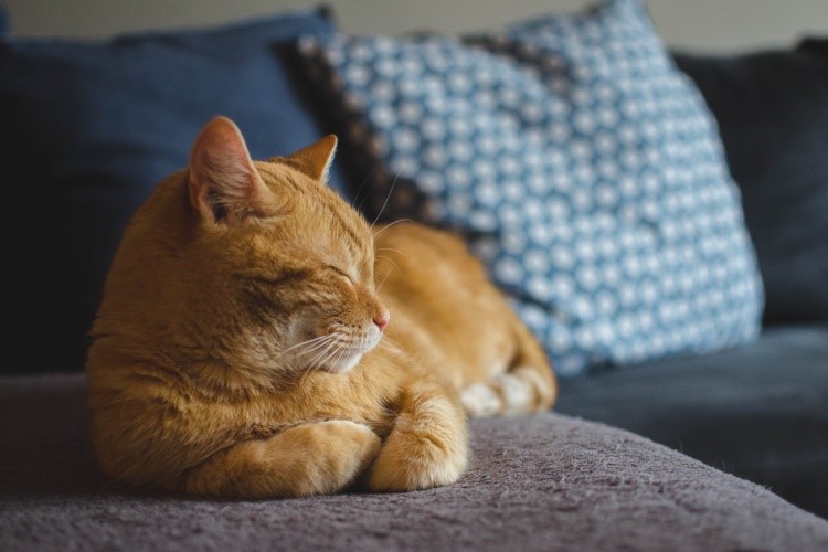 An orange cat relaxing on the couch.