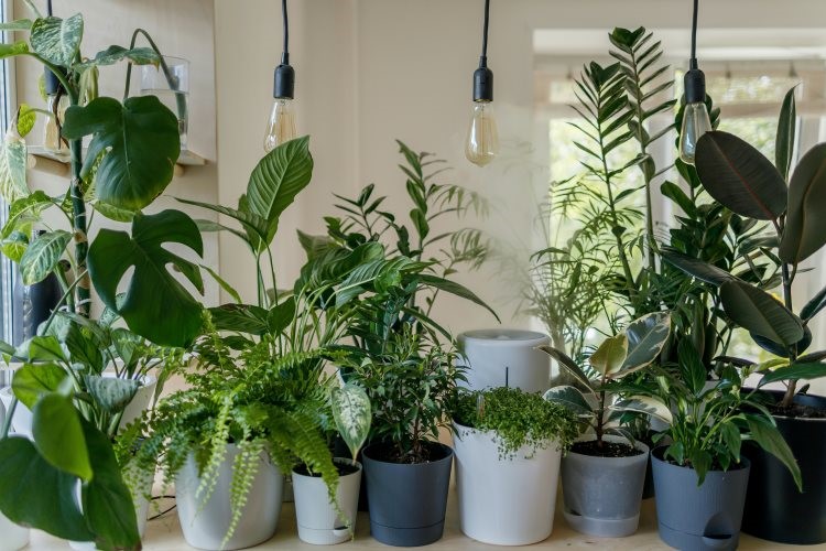 toxic plants for dogs and cats