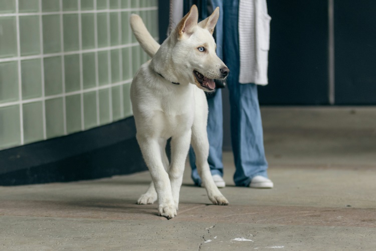 white dog at the veterinarian clinic