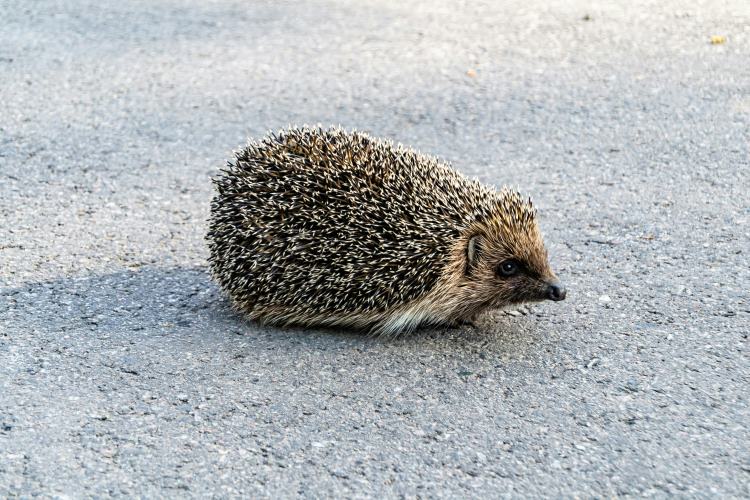 Porcupine