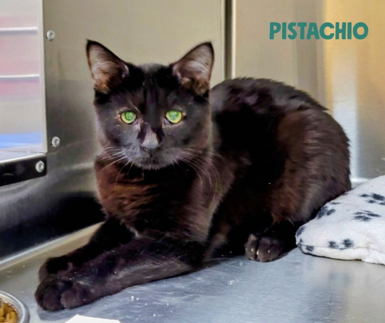 Pistachio the cat