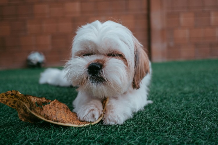 Puppy playing with a leaf outdoors