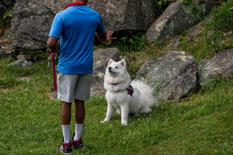 dog trainer teaching dog how to stay