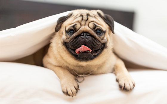 A pug laying between blankets. 