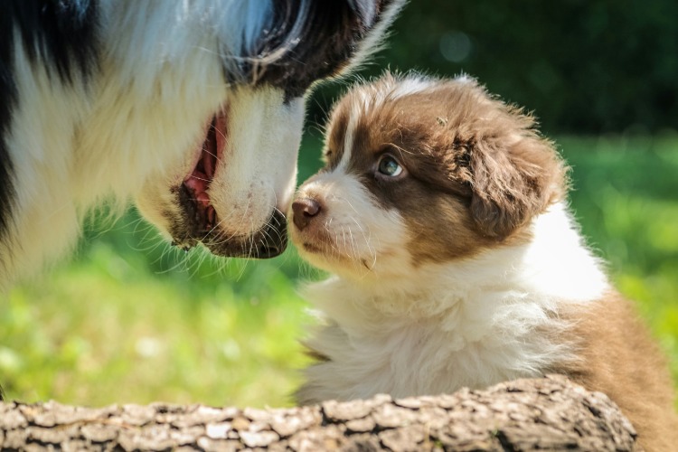 puppy looking up at bigger dog