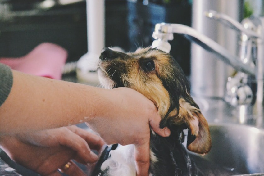 A small dog being bathed in a sink by a professional groomer to reduce pet fur shedding.