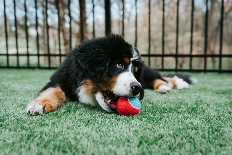 Large puppy playing with a tennis ball outdoors