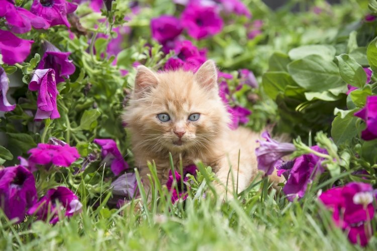Kitten sitting in flowers