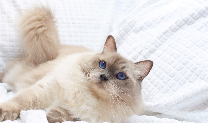 Ragdoll cat laying on white background.