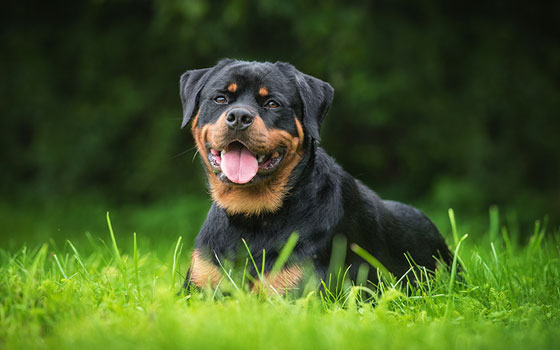 cards À quoi ressemble vraiment le Rottweiler ? Un guide