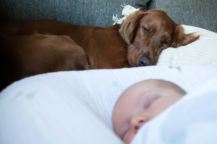 dog sleeping next to a baby