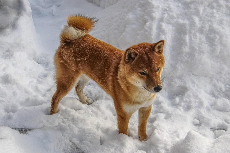 Shiba Inu