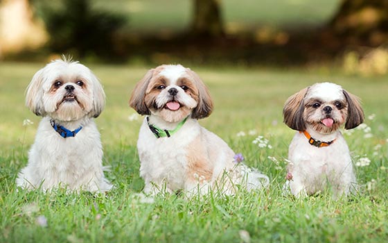 cards Guide de la race Shih Tzu : Histoire, conseils de soins et faits amusants