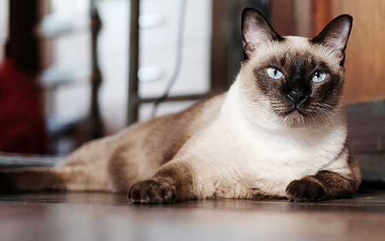 cards Une plongée profonde dans la race de chat siamois