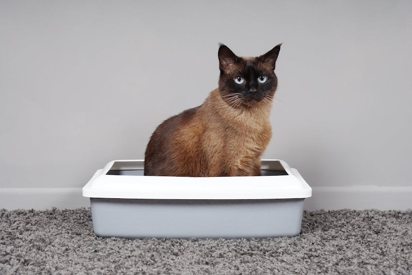 Comment apprendre à un chaton à utiliser sa litière