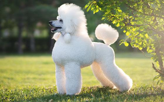 Do hypoallergenic dog breeds shed? White groomed poodle with a low-shed, hypoallergenic coat standing in the sun outdoors.