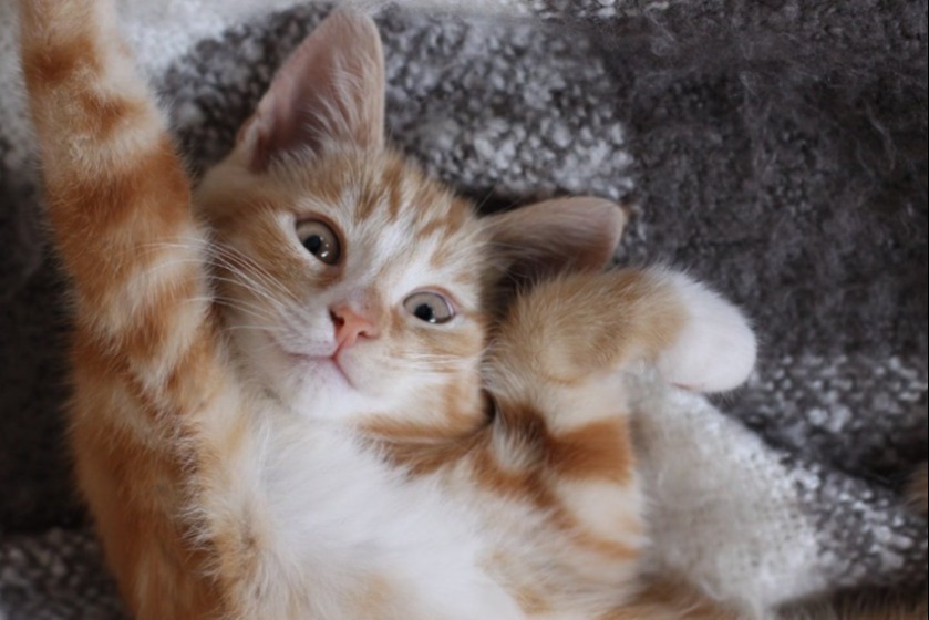 Close up of a kitten layingfully on its back on a blanket » sf-constrain-proportions=