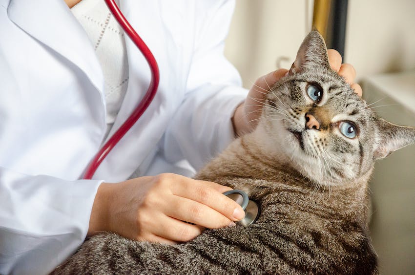 Veterinarian using a stethoscope to examine a tabby cat with blue eyes
