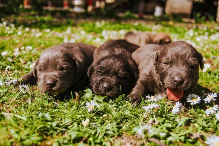Comment repérer une usine à chiots