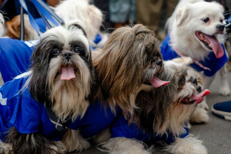 tips-for-dog-safety-world-cup-soccer