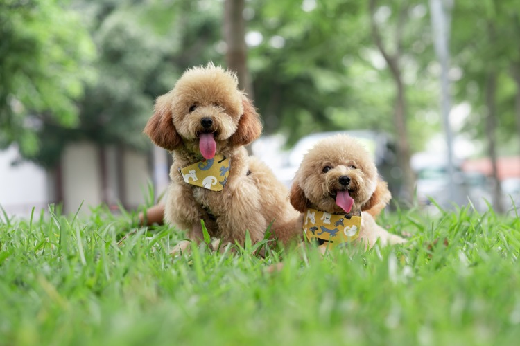 Toy Poodle Dog Breed Guide