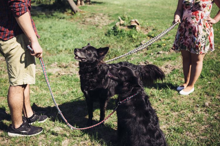 dogs meeting each other on a walk