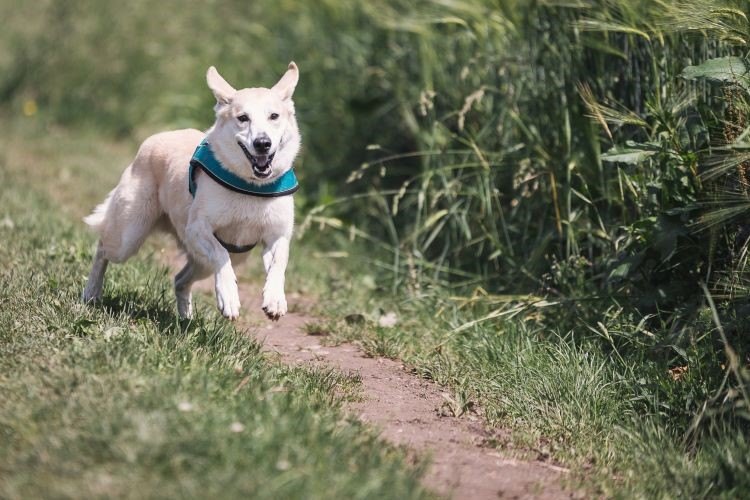 dog running outside off leash
