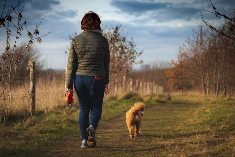 dog walking next to owner off leash