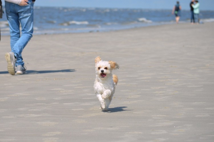 small dog running on beach during travel