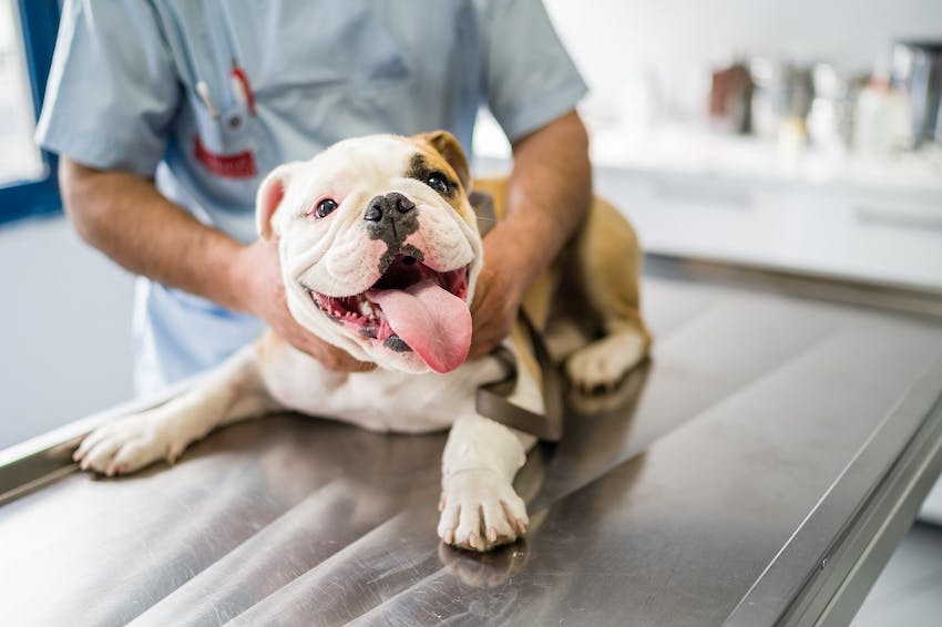 English Bulldog dog breed with veterinarian at animal hospital.