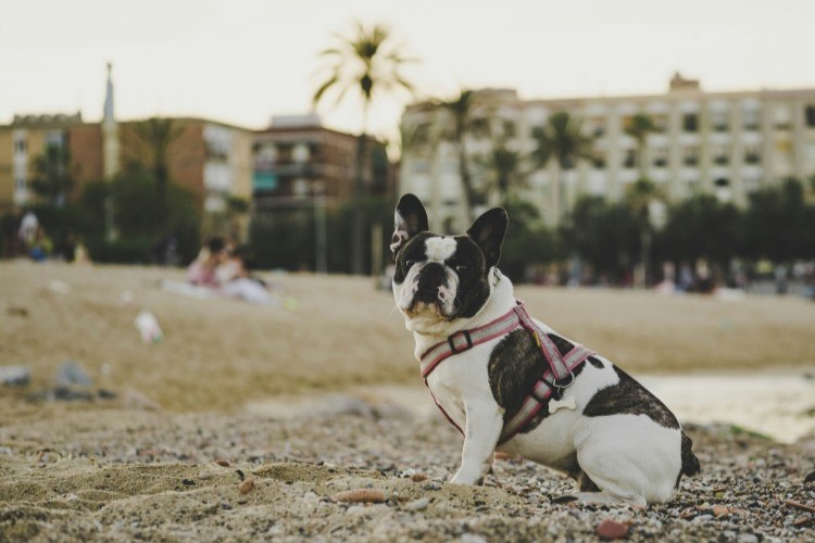 French Bulldog on the beach