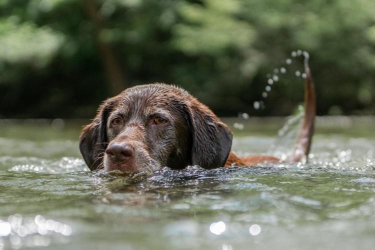 What Is Swimmer’s Tail in Dogs?