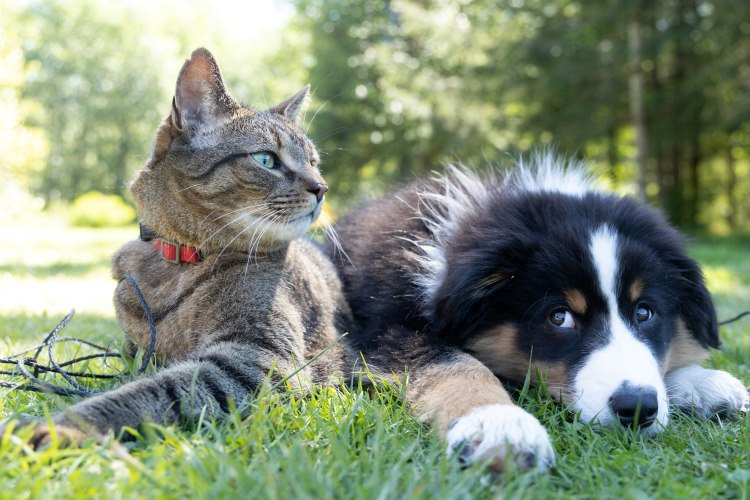 cat and puppy resting on grass outdoors