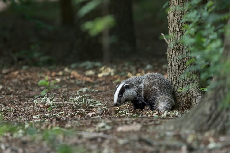 Skunk in forest