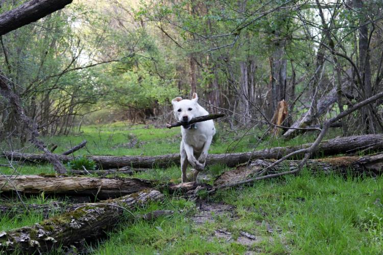 dog jumping over logs
