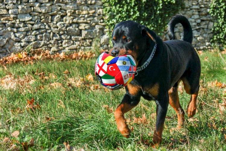 dog playing with soccer ball