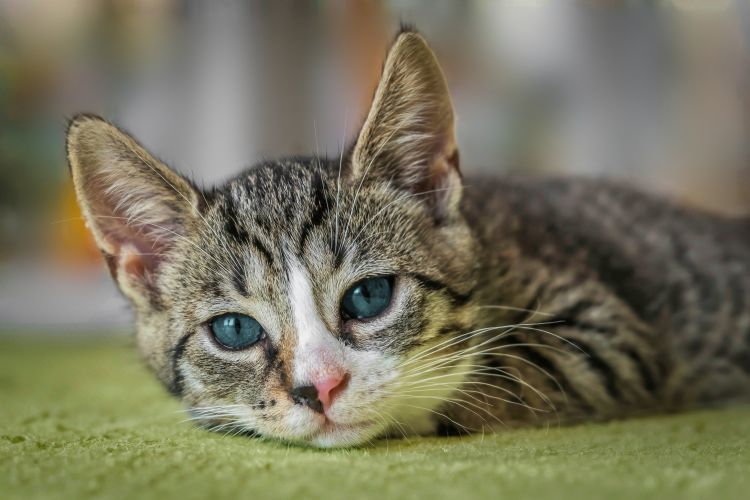 A sad cat