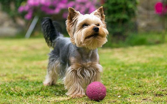 cards Tout sur le Yorkshire Terrier