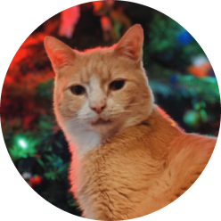 orange tabby cat