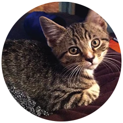 kitten with stripes