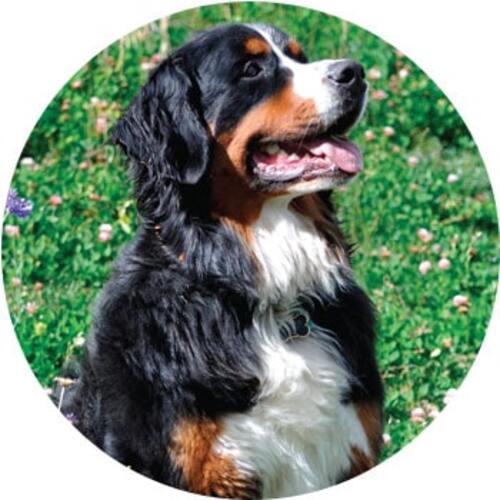 Dallas the dog