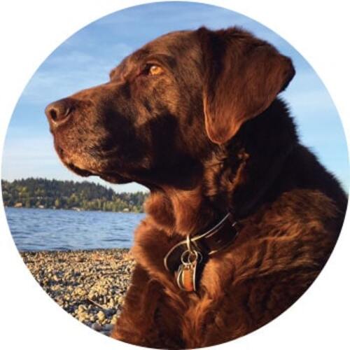 Hugo the dog