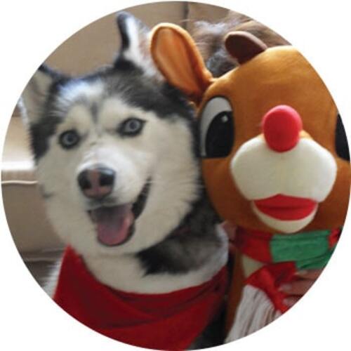 Star the dog