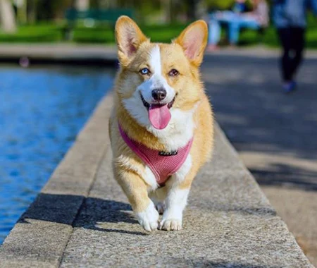 A Corgi smiling as he walks outside
