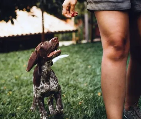 Training a dog outside in grass