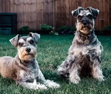 Two terries sitting outside in the grass