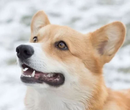 A corgi in the snow smiles at the camera