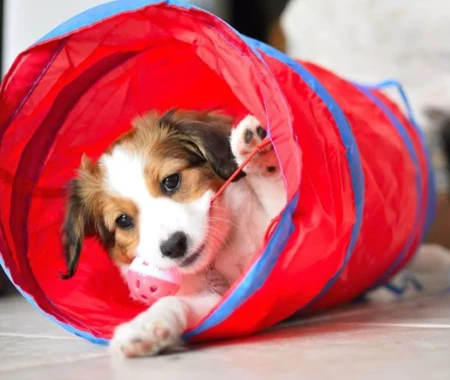 Puppy playing in an exercise toy