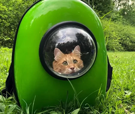 Orange and white cat in a green carrier