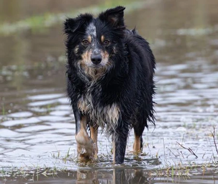 Dog standing in lake water
